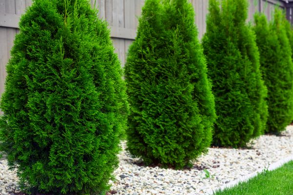 Arborvitae Planting in Santa Ana