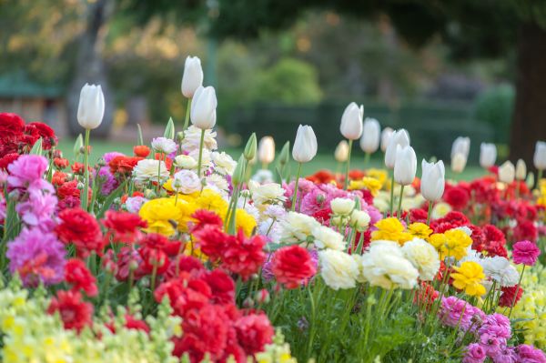 Gardening Service in Santa Ana
