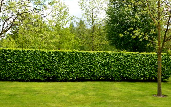 Hedge Planting in Santa Ana