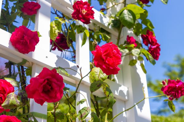 Home Gardening Service in Santa Ana