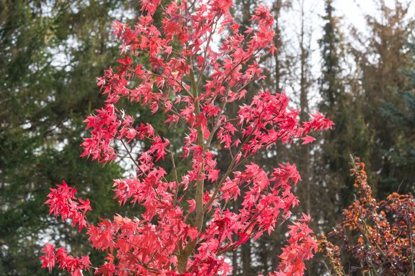 Japanese Maple Planting in Santa Ana