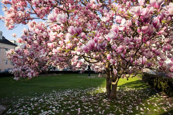 Magnolia Tree Planting in Santa Ana