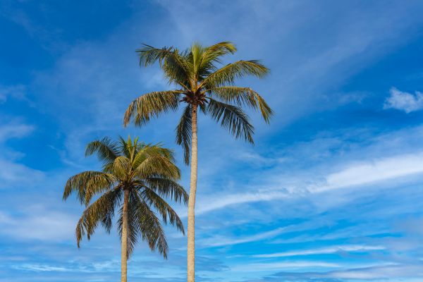 Palm Tree Planting in Santa Ana