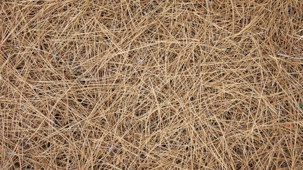 Pine Needles Delivery in Santa Ana