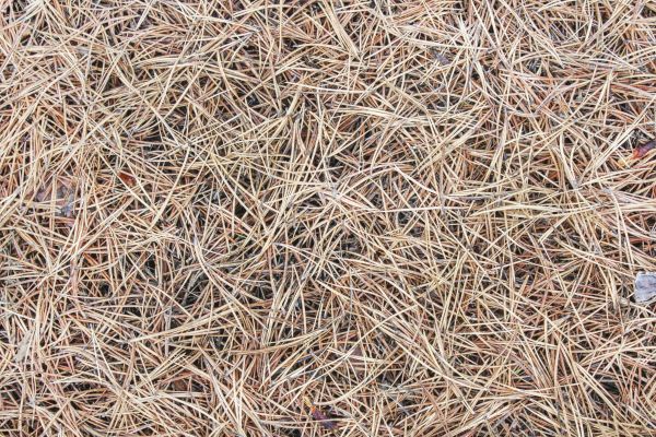 Pine Straw Installation in Santa Ana