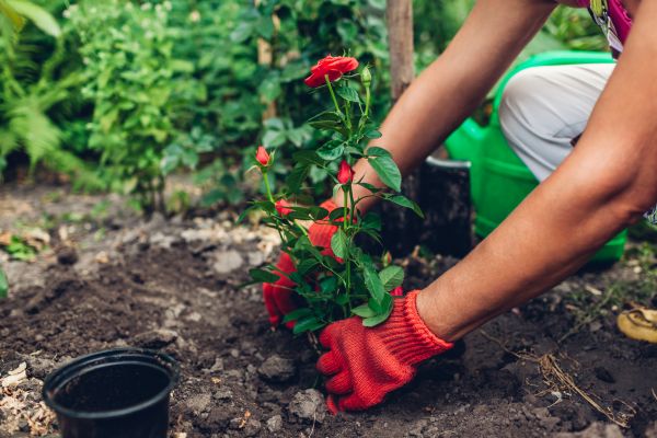 Planting Service in Santa Ana