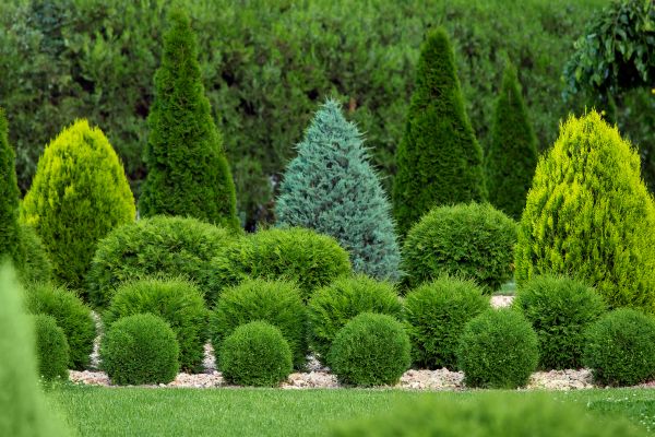 Shrub Replacement in Santa Ana