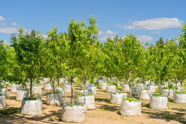 Tree Planting Service in Santa Ana