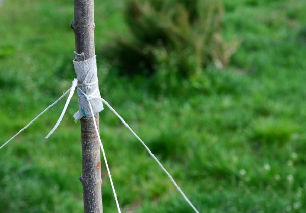 Tree Staking Service in Santa Ana