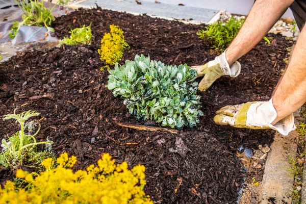 Weeding And Mulching in Santa Ana