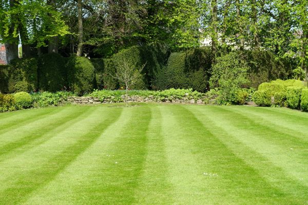 Lawn Renovation in Santa Ana