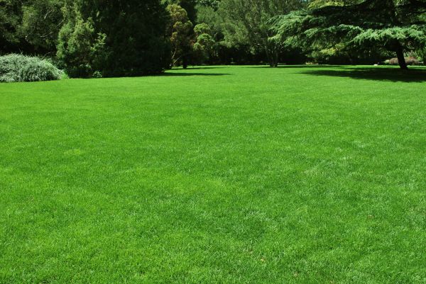 Lawn Landscaping in Santa Ana