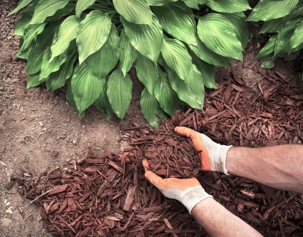 Shredded Mulch Service in Santa Ana