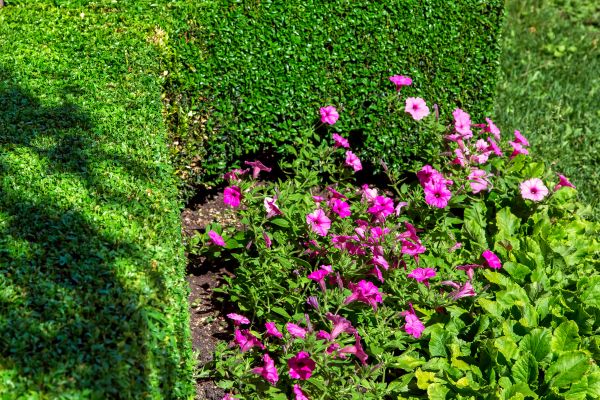 Softscaping Service in Santa Ana