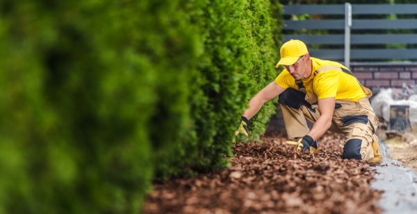 Cypress Mulch Installation in Santa Ana