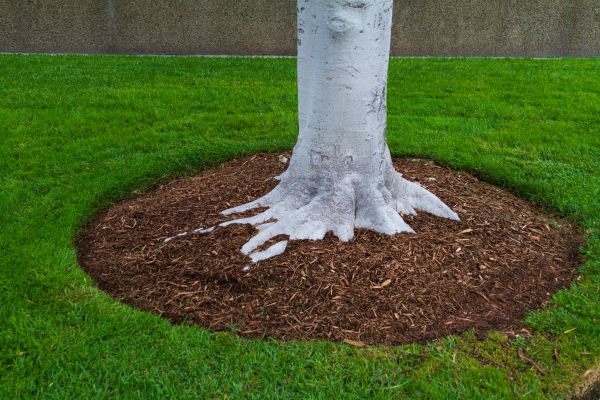 Brown Mulch Installation in Santa Ana