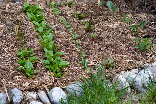 Mulch Service in Santa Ana