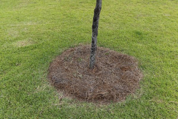 Pine Straw Spreading in Santa Ana
