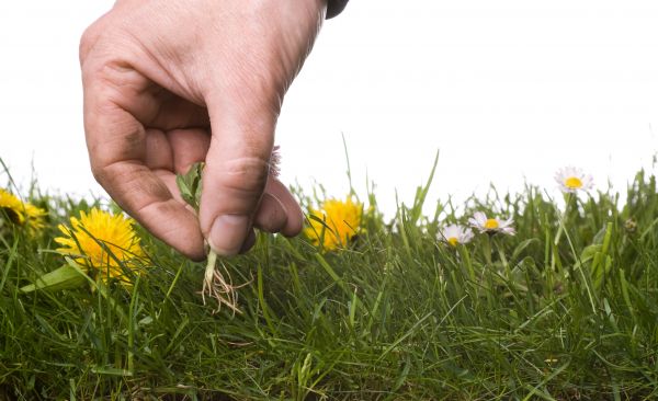 Lawn Weeding in Santa Ana