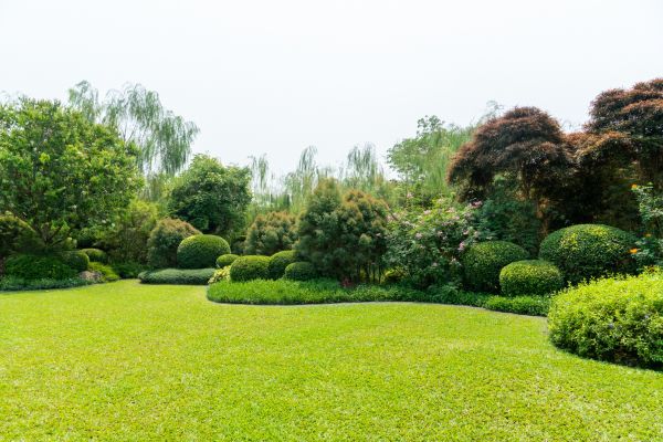 Tree Landscaping in Santa Ana