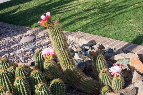 Desert Landscaping in Santa Ana