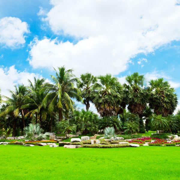 Tropical Landscaping in Santa Ana