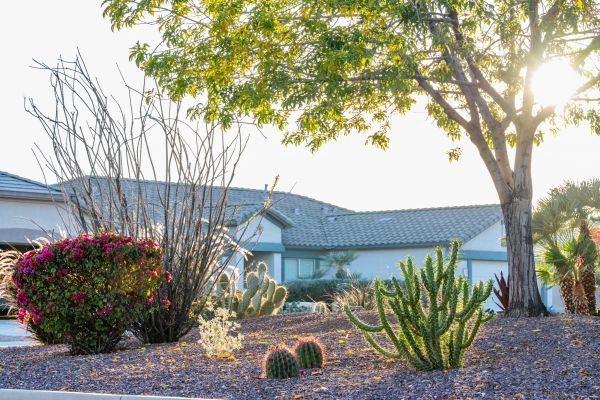 Dryscape Landscaping in Santa Ana