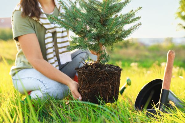 Spruce Tree Planting in Santa Ana