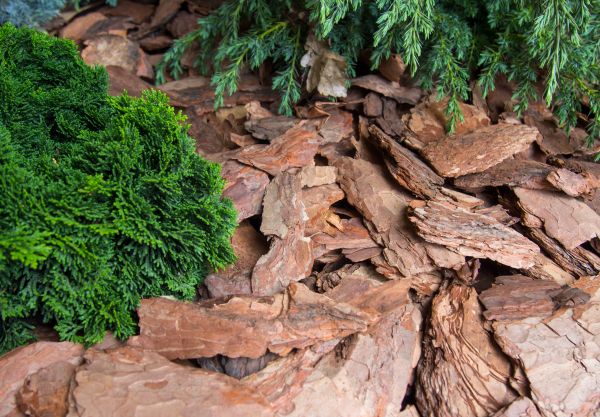 Pine Bark Installation in Santa Ana