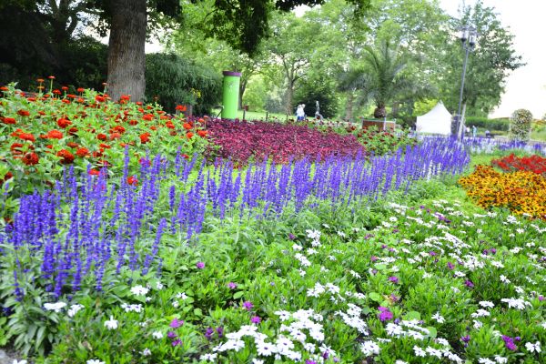 Perennials Planting in Santa Ana