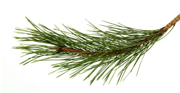 Pine Needles Installation in Santa Ana