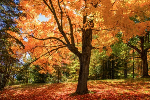 Maple Tree Planting in Santa Ana