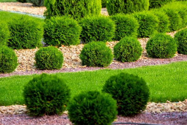 Bush Installation in Santa Ana