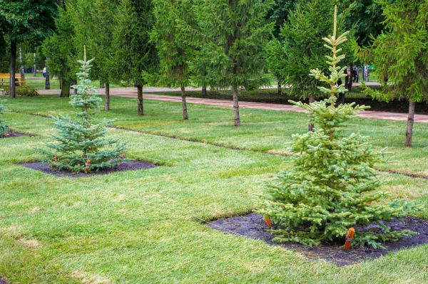Privacy Trees Planting in Santa Ana