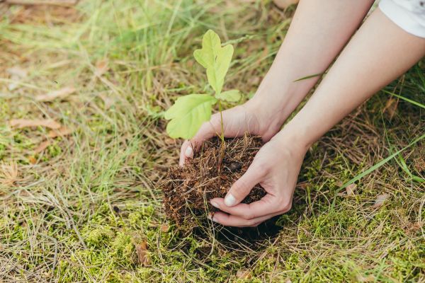 Oak Tree Planting in Santa Ana