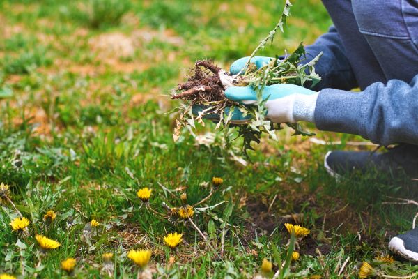 Flower Bed Clearing in Santa Ana