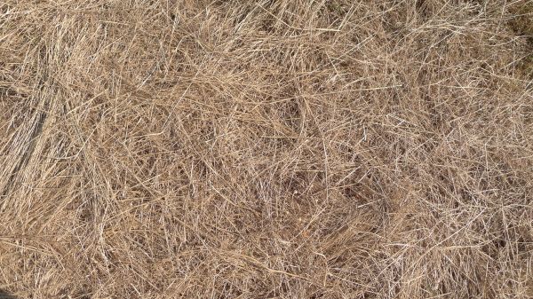 Pine Straw Replacement in Santa Ana