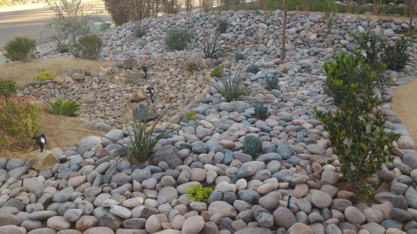 Yard Xeriscaping in Santa Ana