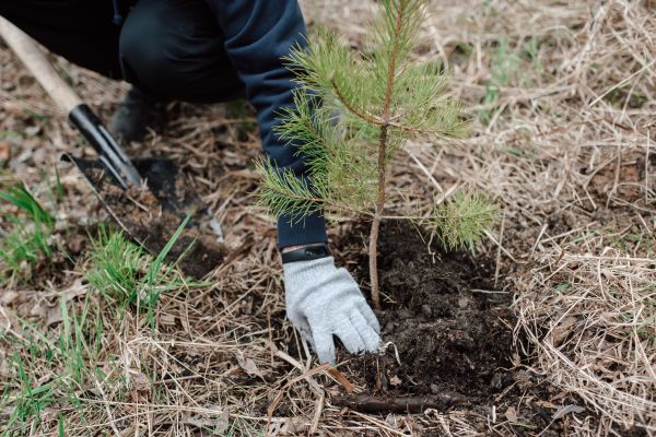 Pine Tree Planting in Santa Ana