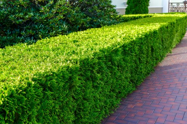 Hedge Installation in Santa Ana