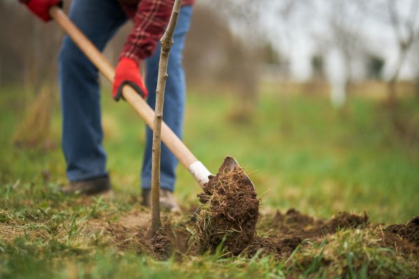 Trees Planting in Santa Ana
