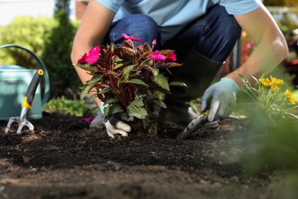 Plant Replacement in Santa Ana