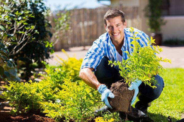 Shrub Landscaping in Santa Ana