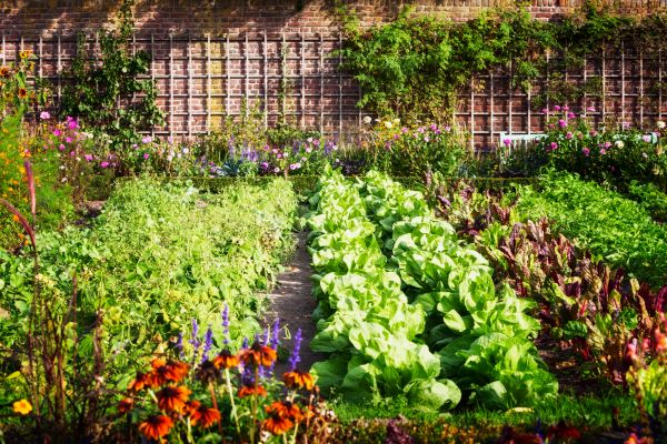 Garden Planting Service in Santa Ana