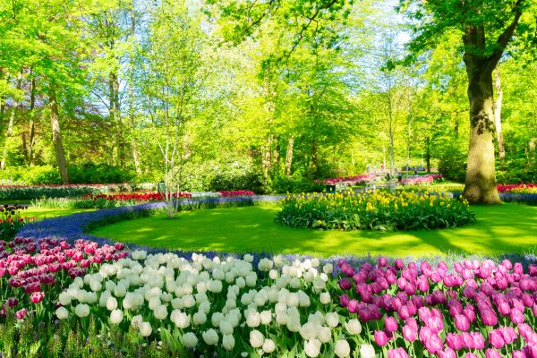 Flower Landscaping in Santa Ana