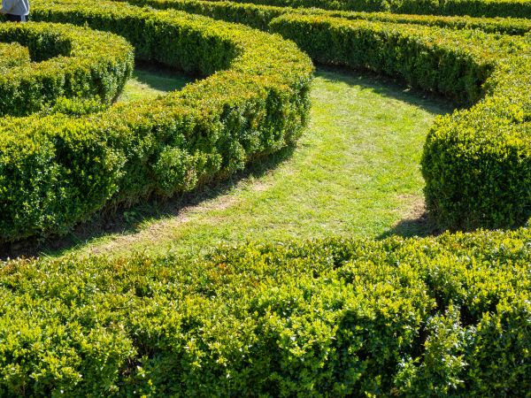 Bush Landscaping in Santa Ana