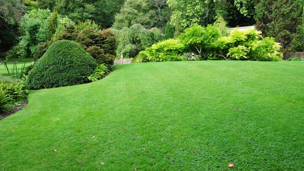 Commercial Landscape Design in Santa Ana