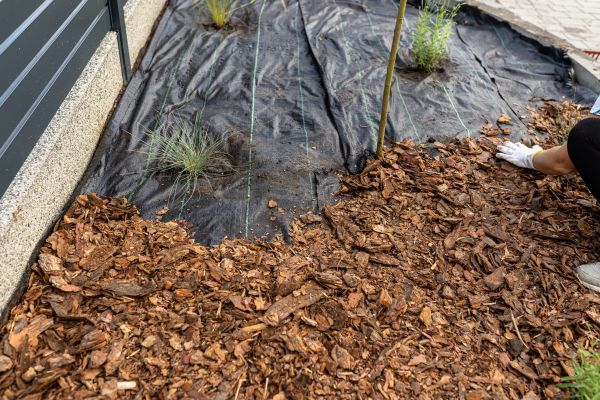 Pine Bark Spreading in Santa Ana
