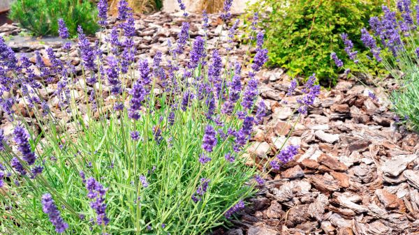 Pine Bark Landscaping in Santa Ana