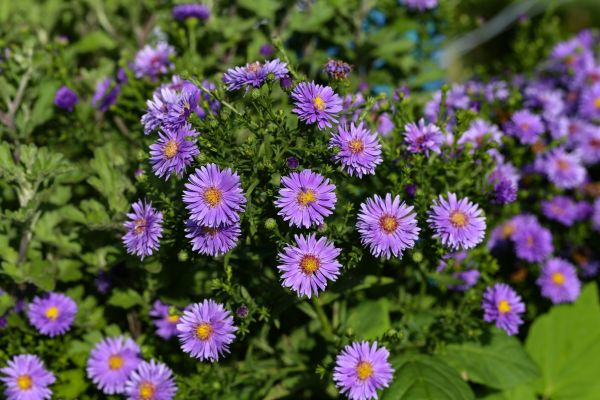 Perennial Flower Planting in Santa Ana